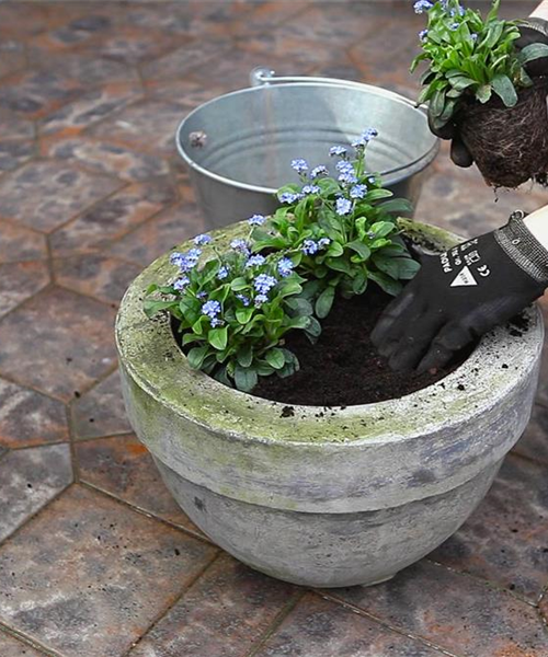 Vergissmeinnicht - Einpflanzen in ein Gefäß