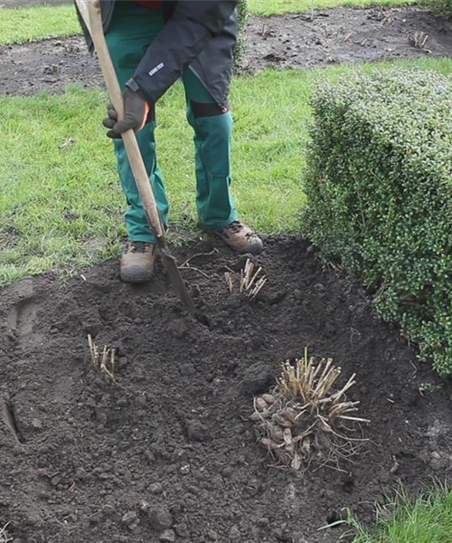 Dahlien - Einpflanzen im Garten