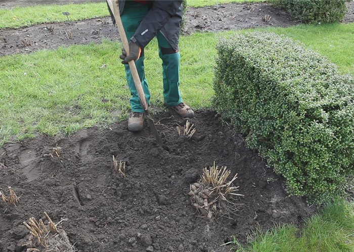 Dahlien - Einpflanzen im Garten
