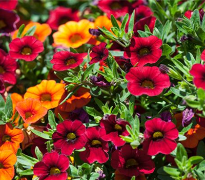 Calibrachoa Trixi Mix T13