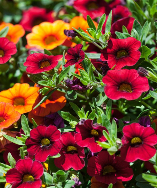 Calibrachoa Trixi Mix T13
