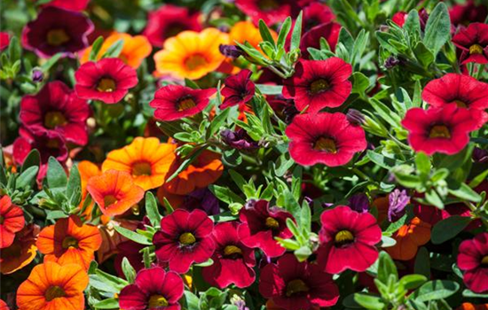 Calibrachoa Trixi Mix T13