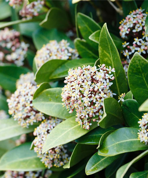 Vom Grünen und Blühen im Schnee Vom Grünen und Blühen im Schnee