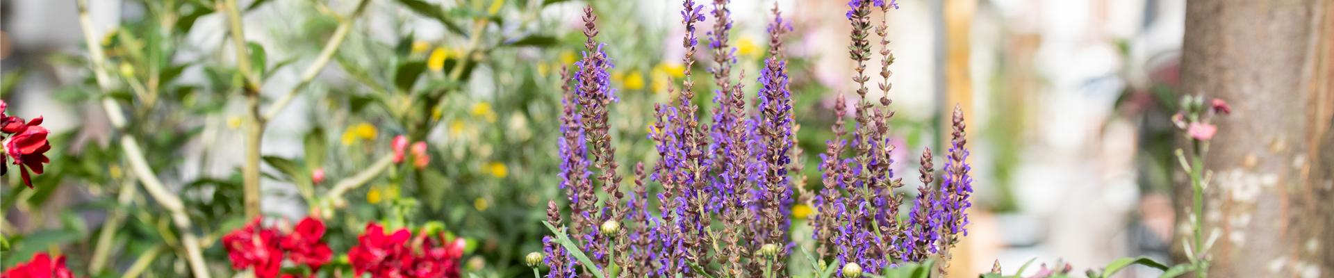 Ziersalbei in Stadtgarten