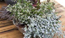 Dichondra argentea Silver Falls