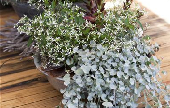 Dichondra argentea Silver Falls