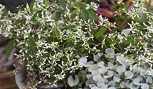 Dichondra argentea Silver Falls