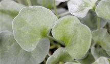 Dichondra argentea Silver Falls