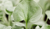 Dichondra argentea Silver Falls