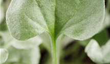 Dichondra argentea Silver Falls