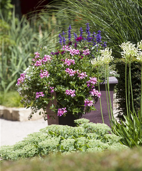 Pelargonium peltatum mix
