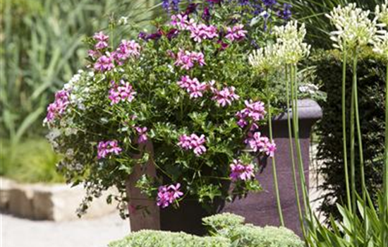 Pelargonium peltatum mix