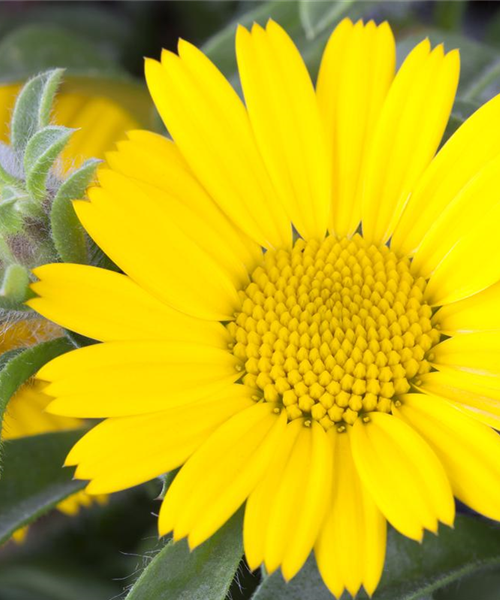 Asteriscus maritimus