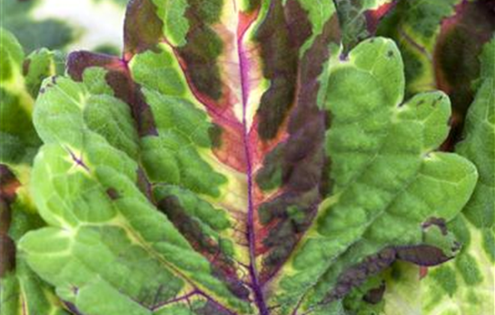 Coleus x blumei