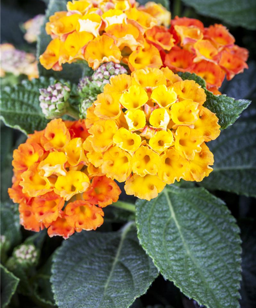 Lantana camara Mix