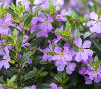 Cuphea hyssopifolia Mix