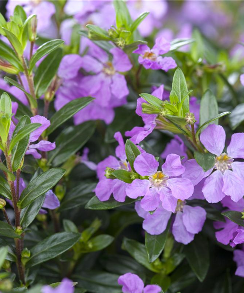 Cuphea hyssopifolia Mix