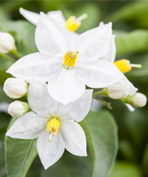 Der Sommerjasmin – alles andere als unscheinbar