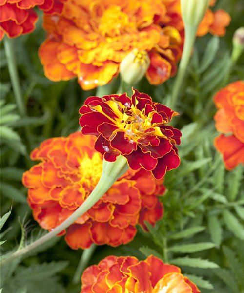 Tagetes patula Mix T9