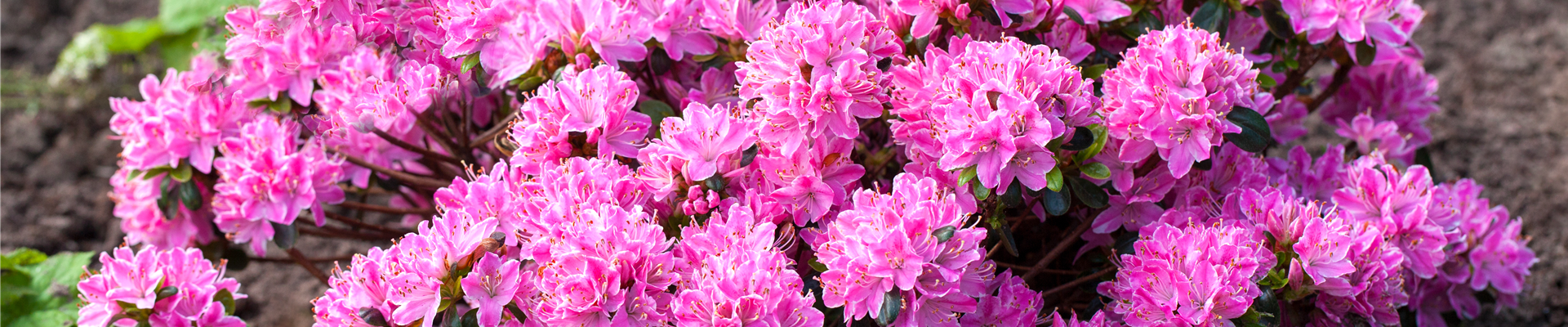 Rhododendron obtusum 'Kermesina Rose' Rhododendron obtusum 'Kermesina Rose'