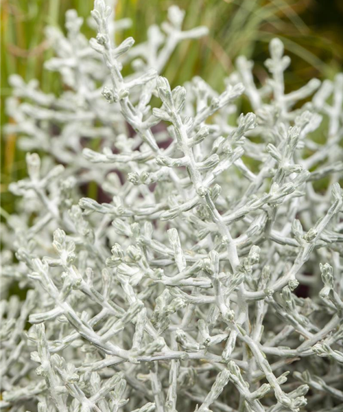 Stacheldraht Stacheldraht