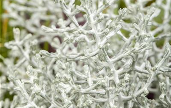 Stacheldraht Stacheldraht