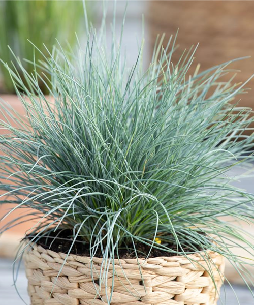 Blauschwingel Blauschwingel