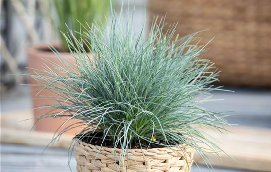 Blauschwingel Blauschwingel