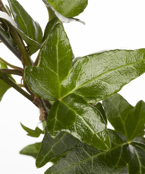 Hedera helix Hedera helix