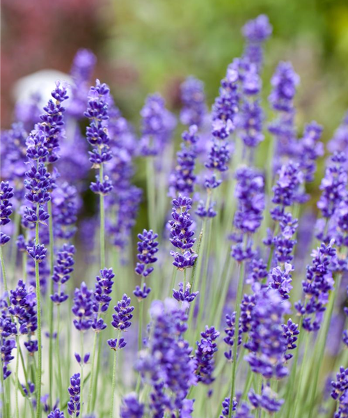 Lavandula angustifolia Lavandula angustifolia
