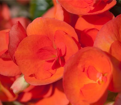 Begonia elatior (Freiland)