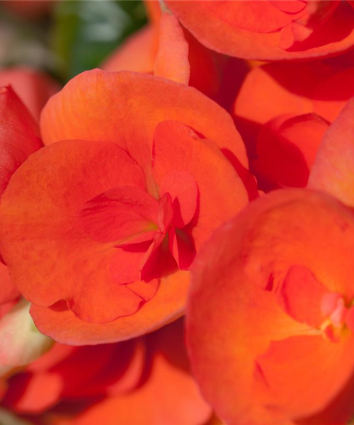 Begonia elatior (Freiland)