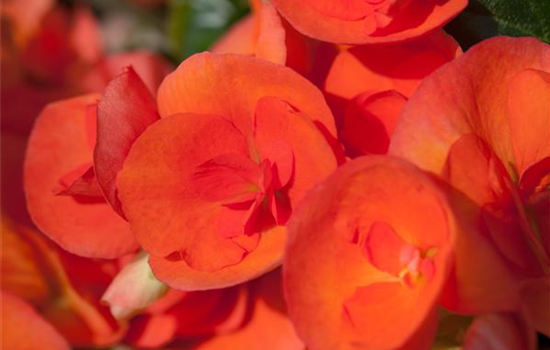 Begonia elatior (Freiland)