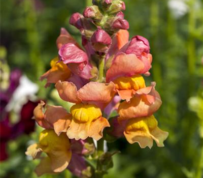 Antirrhinum Leo Mix