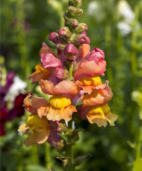 Antirrhinum Leo Mix Antirrhinum Leo Mix