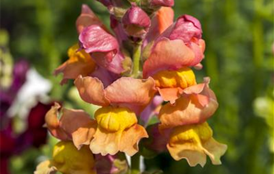 Antirrhinum Leo Mix Antirrhinum Leo Mix