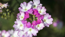 Verbena hybrida Empress mix
