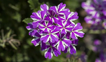 Verbena hybrida Empress mix