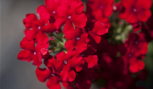 Verbena hybrida Empress mix