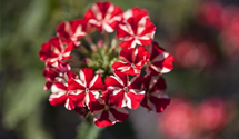 Verbena hybrida Empress mix