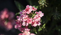 Verbena hybrida Empress mix