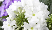 Verbena hybrida Empress mix