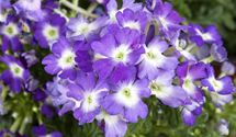 Verbena hybrida Empress mix