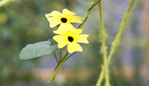 Thunbergia T21 mix