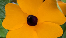 Thunbergia T21 mix