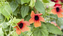 Thunbergia T21 mix