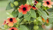 Thunbergia T21 mix