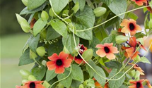 Thunbergia T21 mix