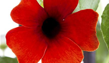 Thunbergia T21 mix