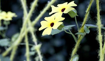 Thunbergia T21 mix